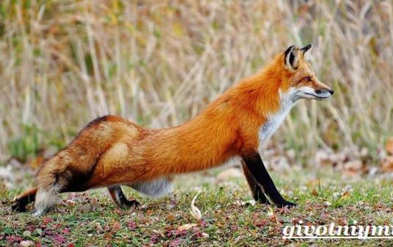 Вес взрослой лисы. Обыкновенная лисица. Виды лис, фото и названия