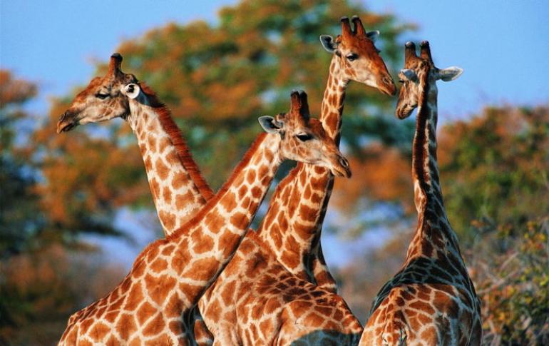 Животное жираф: описание, фото и картинки, видео, почему шея жирафа такая длинная, какой его рост Где обитают жирафы в дикой природе